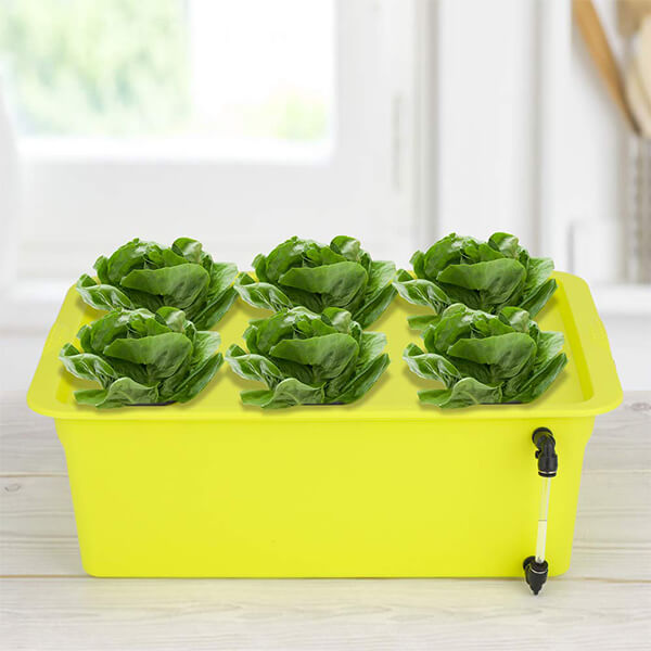 6 Sites Hydroponic System Growing Kit